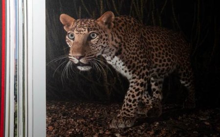 Ghosts of the Granite Hills: A Visual Journey Through Jawai’s Wildlife Ecosystem