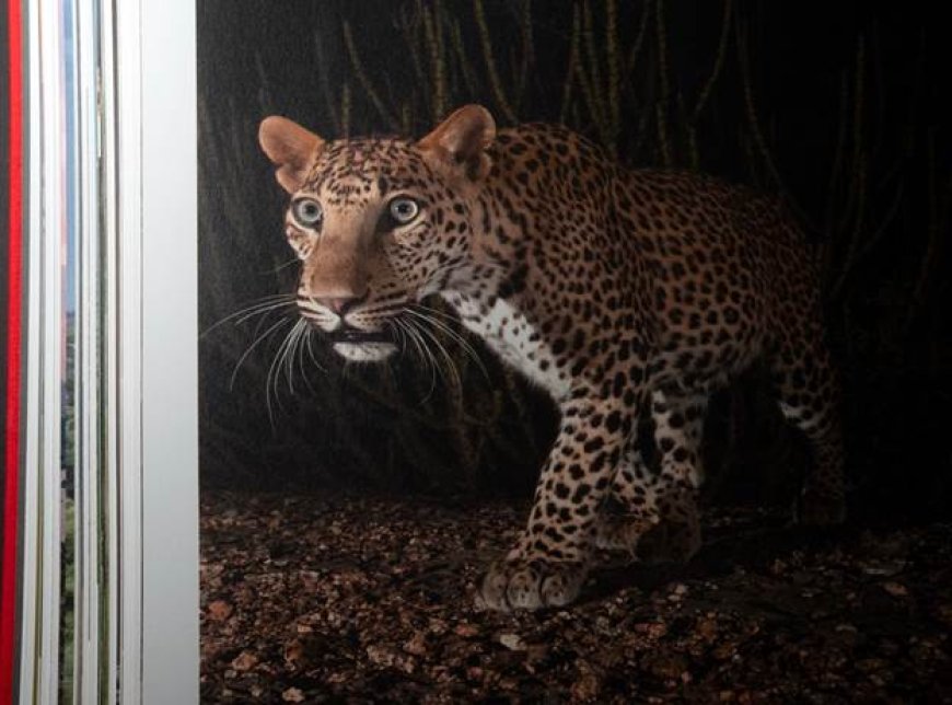 Ghosts of the Granite Hills: A Visual Journey Through Jawai’s Wildlife Ecosystem