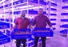 Rootious Organics Startup Revolutionizes Saffron Farming with Aeroponics, Setting New Standards for Purity and Innovation